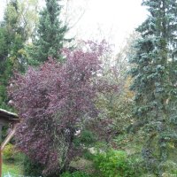 Der Herbst ist da                               