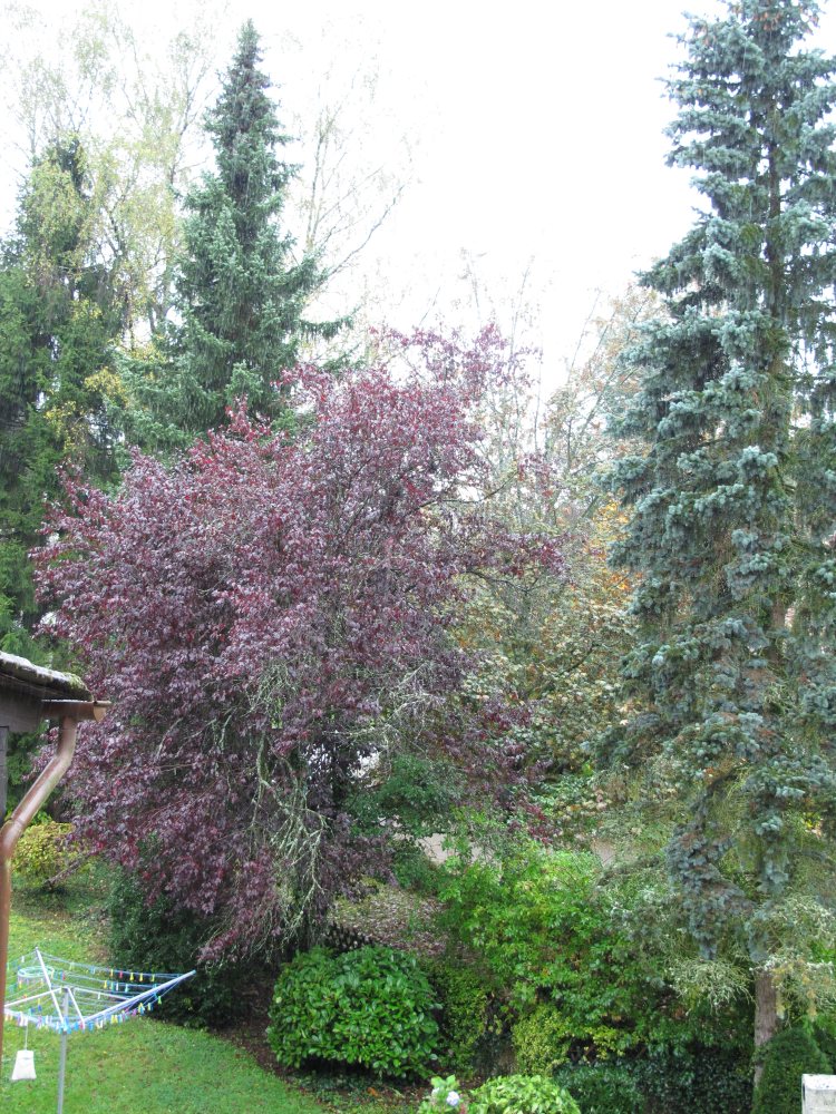 Der Herbst ist da                               